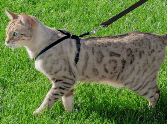 cat leash toy cat leash toy