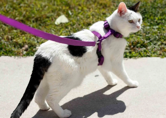 how to walk a cat how to walk a cat