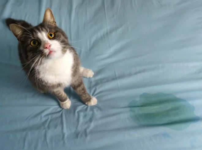 cat urine dangerous to humans cat urine dangerous to humans