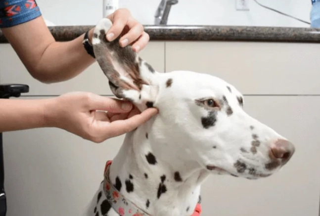 dog ear infection home remedy dog ear infection home remedy