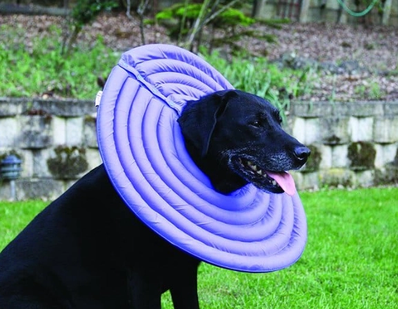 dog cone alternatives