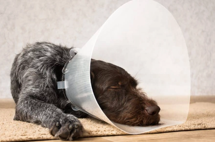 Elizabethan collar sleep Elizabethan collar sleep