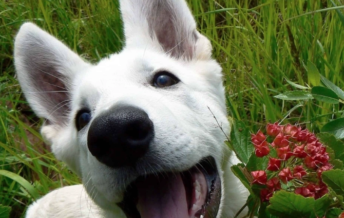 bee sting in dog's mouth treatment