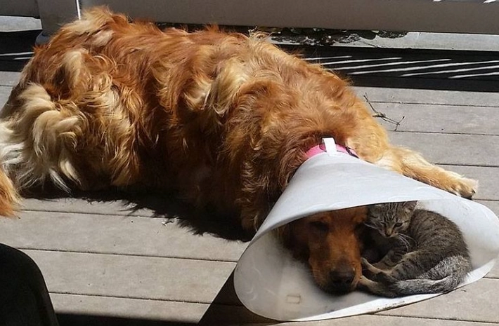 can dogs sleep with a neck cone can dogs sleep with a neck cone