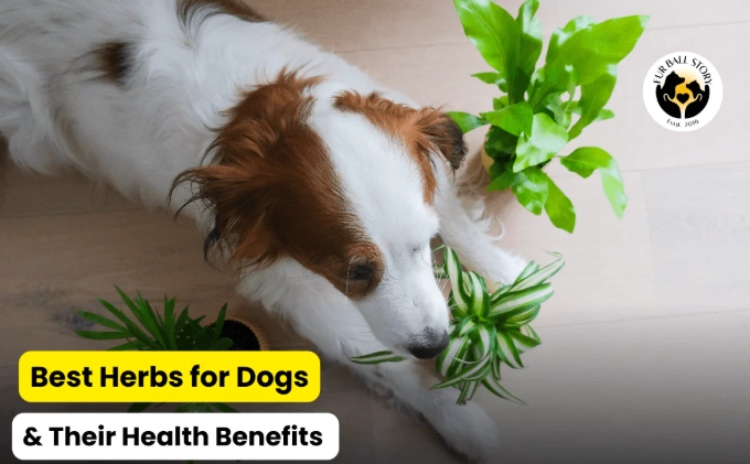 herbs for dogs