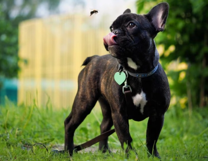 dog stung by bee in mouth