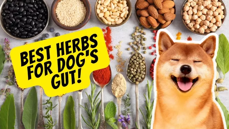 dog herbal remedies