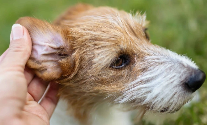 Can you put peroxide on dogs ears