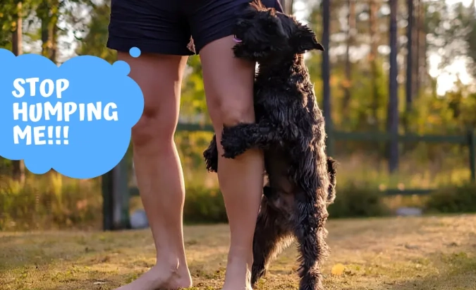 dog humping behavior