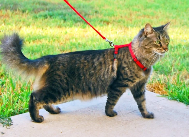 cat on a leash