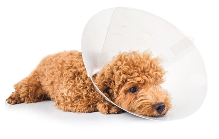 dog cone sleeping dog cone sleeping