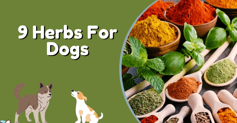 dog herbal remedies