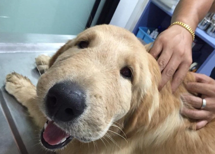 dog allergic reaction bee sting