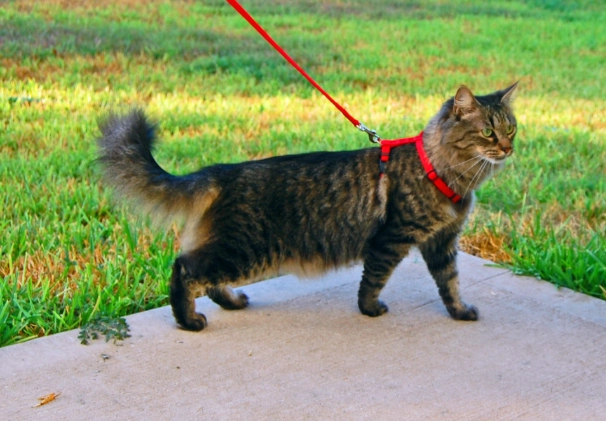 walking a cat on a leash