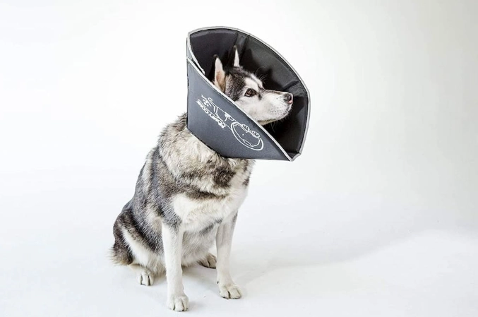 recovery collar for dogs