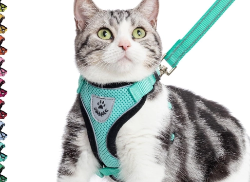 cat leash toy cat leash toy