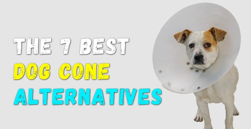 alternatives for a dog cone