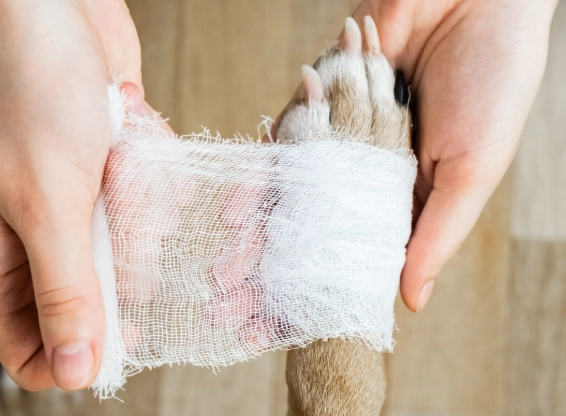 peroxide on dogs paws