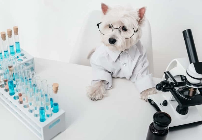 peroxide on dogs paws