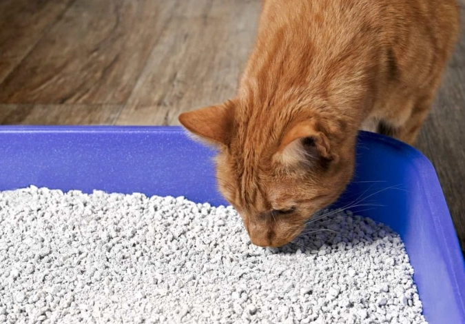 how to clean cat urine how to clean cat urine