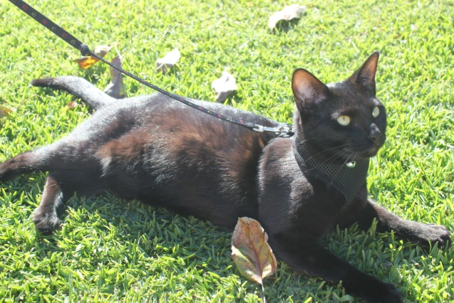 cat leash and harness