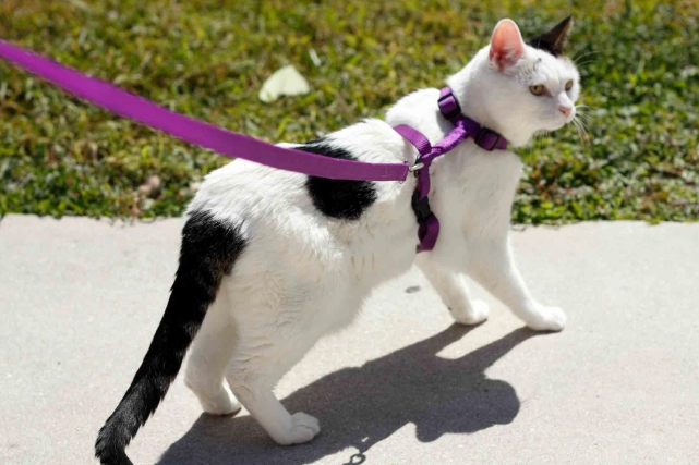 cat leash and harness