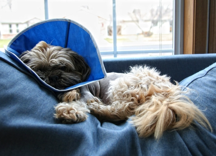 can dogs sleep with a neck cone can dogs sleep with a neck cone