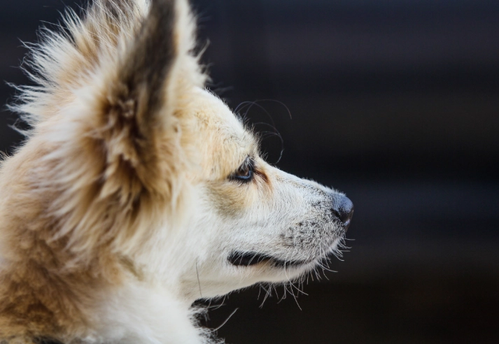 how to clean dog ears how to clean dog ears