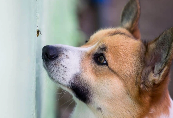 dog allergic reaction bee sting