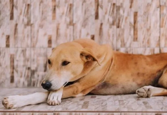 bee sting in dog's mouth treatment