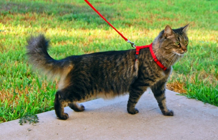 best cat harness and leash best cat harness and leash