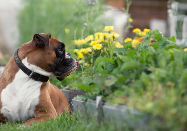 safe herbs for dogs