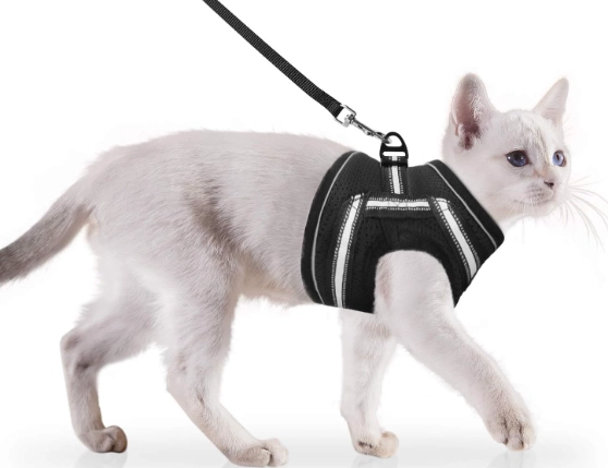 how to walk a cat how to walk a cat