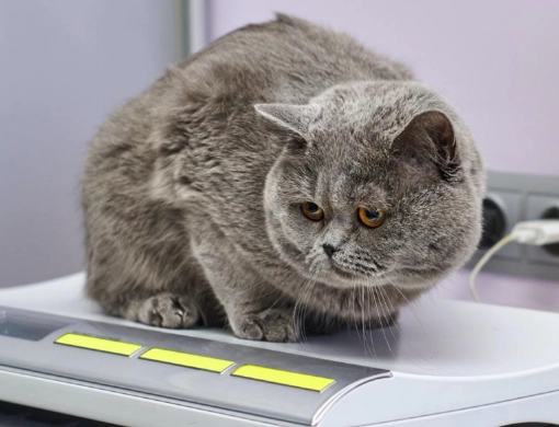 healthy weight for male cat healthy weight for male cat