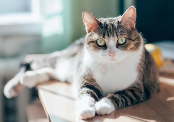 overweight male cat overweight male cat