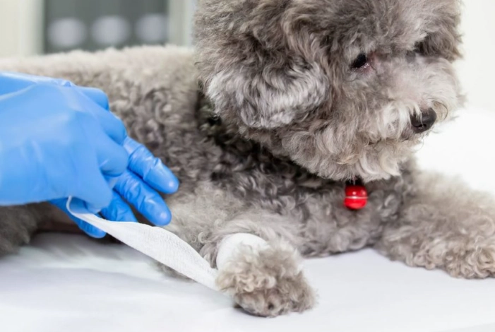 dog wound care dog wound care