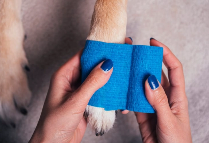 hydrogen peroxide for dogs wounds hydrogen peroxide for dogs wounds