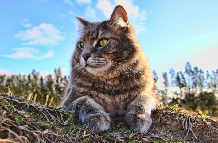 cat weight chart by age