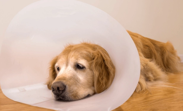 dog cone collar dog cone collar
