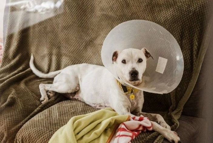 Why do dogs wear neck cones?