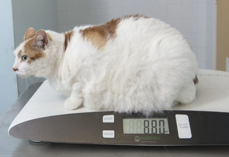 overweight male cat overweight male cat