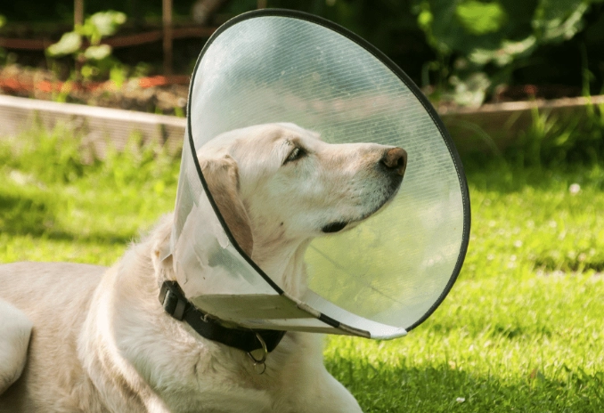 dog recovery cone dog recovery cone