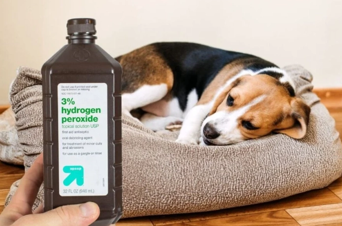 dog wound care dog wound care