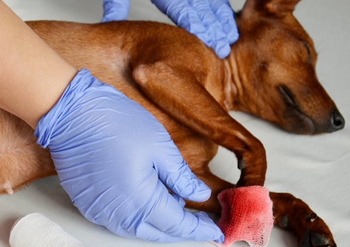 Is peroxide safe for dogs wounds