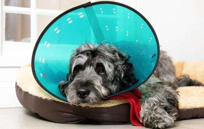 Elizabethan collar for dogs Elizabethan collar for dogs