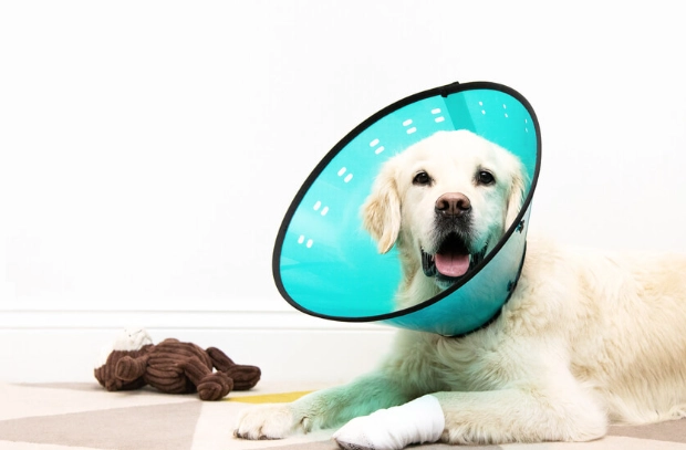 dog recovery cone dog recovery cone