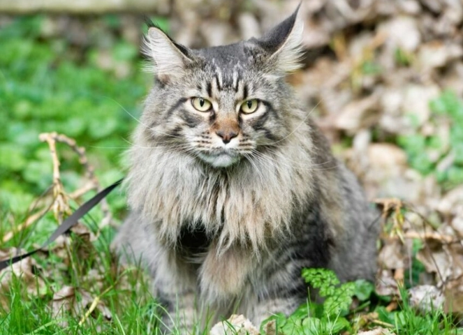 Cat body weight chart