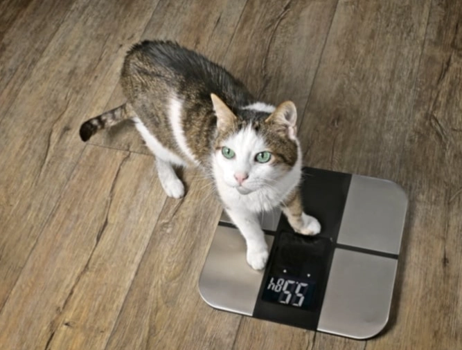 Male cat body weight