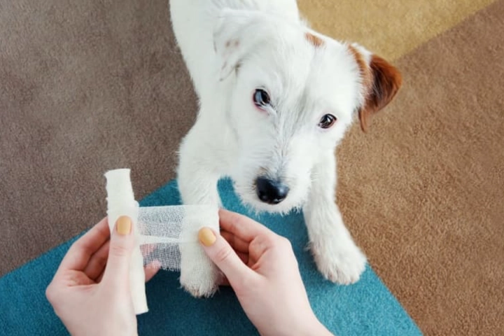 dog wound care dog wound care