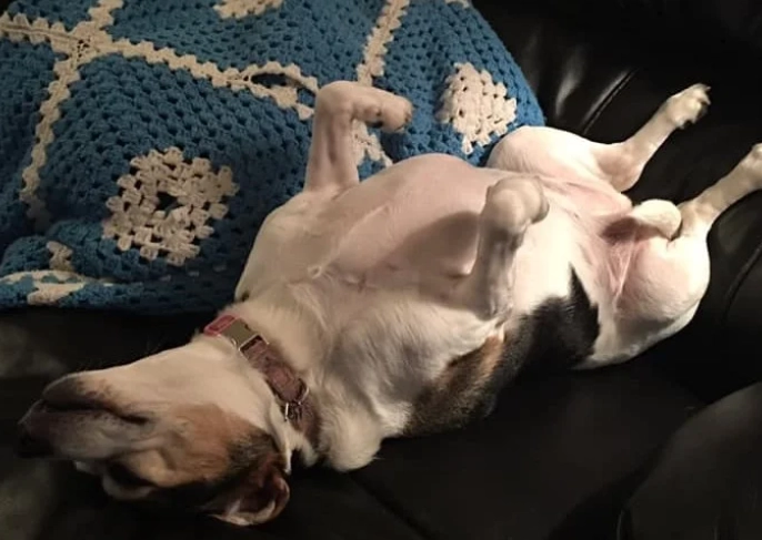 heat exhaustion in dogs heat exhaustion in dogs